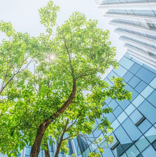 Trees and building image